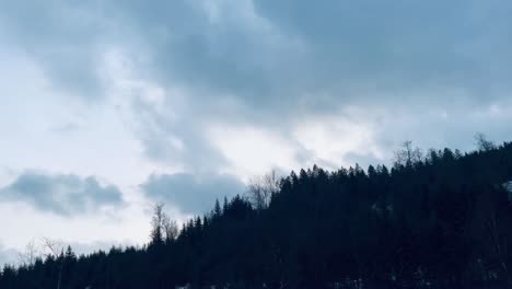 Schwenk-Auf-Schneebedeckte-Tannen-Im-Winter-Mit-Wald-Im-Hintergrund-Und-Siluette-Der-Bäume