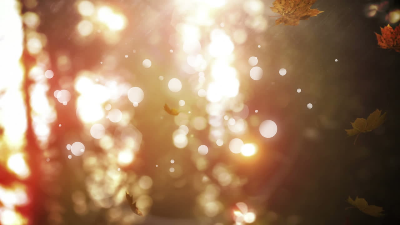 말린 메이플 잎 이 떨어지고 있다