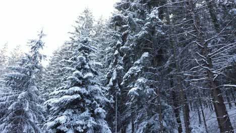 Schneebedeckte-Tannen-Und-Kiefern-In-Der-Bergstraße---Schwenk