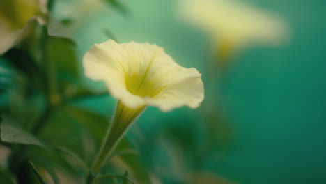 White-petals-stretch-in-the-sunlight