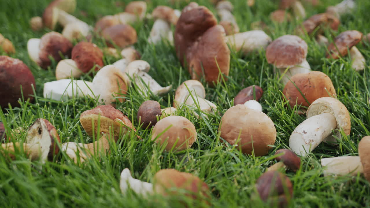 Funghi porcini appena raccolti sull'erba verde. Ripresa con slider.