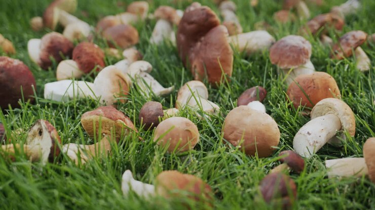 Freshly picked boletus mushrooms on green grass. Slider shot