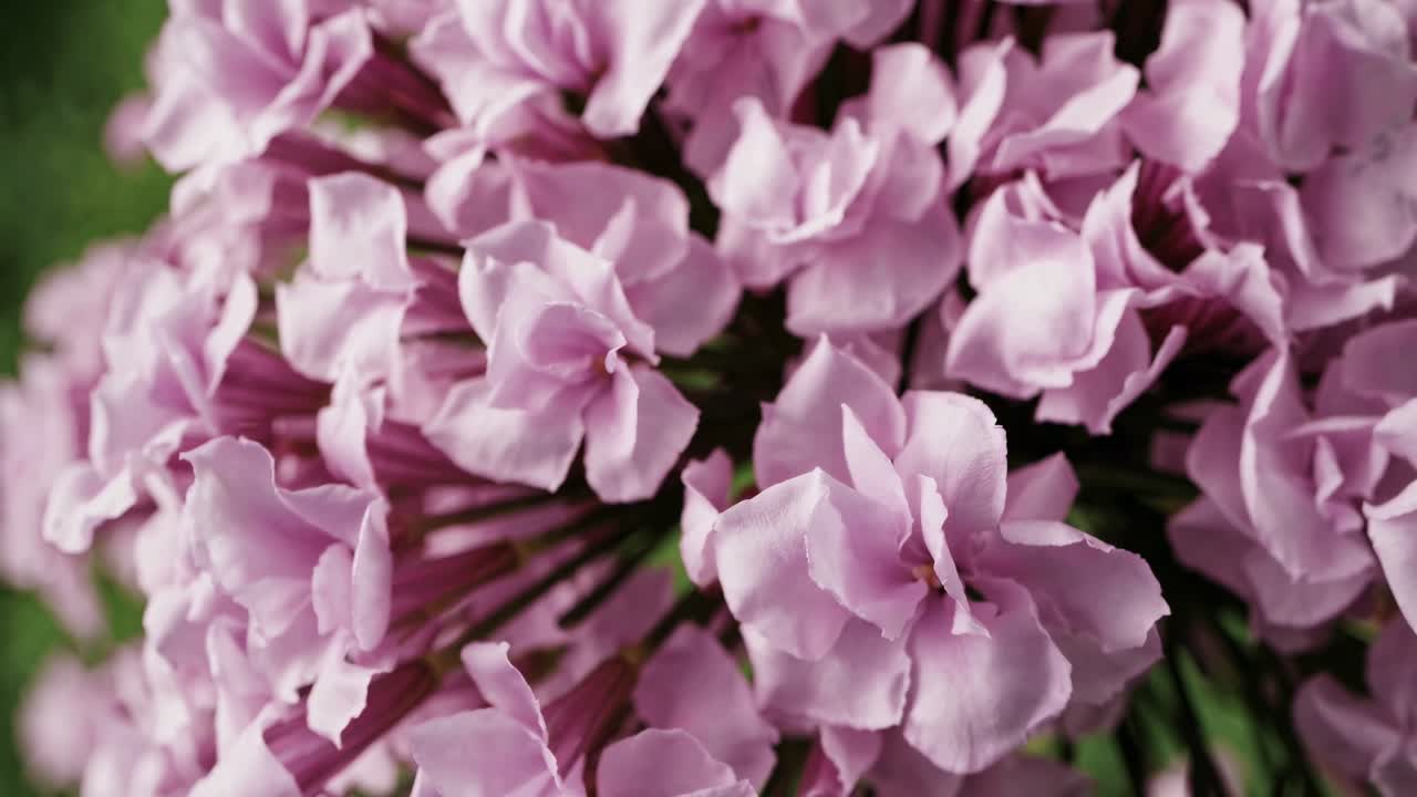 Close-up video of vibrant pink flowers, captured from a top-down angle, showcasing their delicate