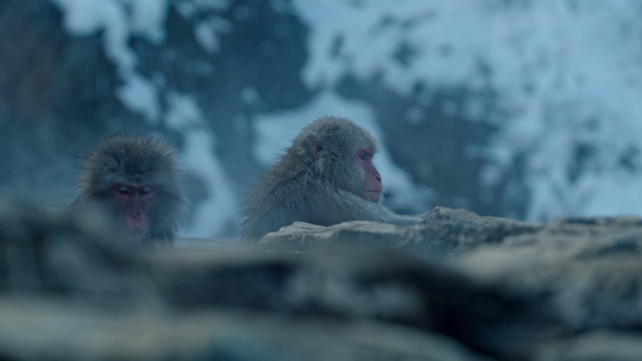 A group of Japanese snow monkeys relaxes in the warm volcanic waters of an onsen, surrounded by a beautiful snowy landscape in Jigokudani, Japan.