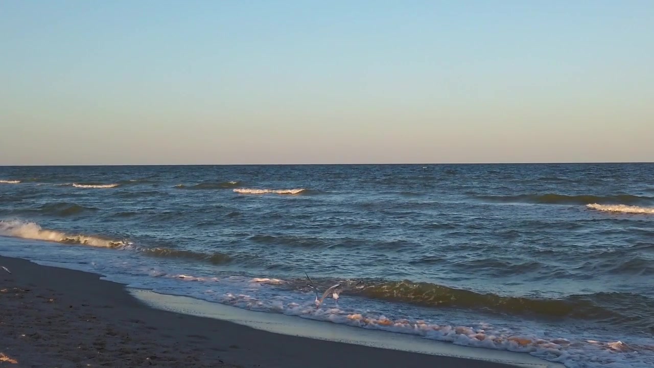 Gabbiani sulla spiaggia del mare. Volo di gabbiani tra i raggi del tramonto. Riprese in estate