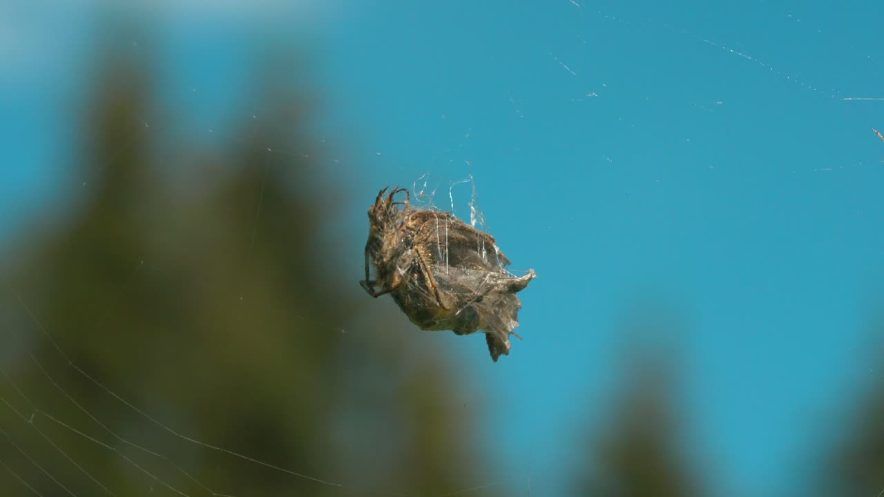 먹이를 고 있는 거미