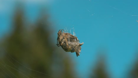 araña con presa en la red