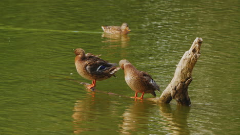 two ducks preening on a log