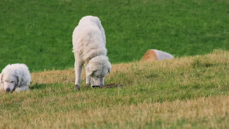 view of two white maremma shepherds dogs eating in the meadow in castelluccio, umbria, italy - static shot