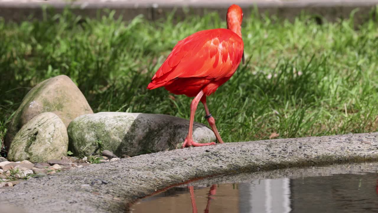 ibis escarlata pájaro eudocimus ruber en busca de alimento en el suelo