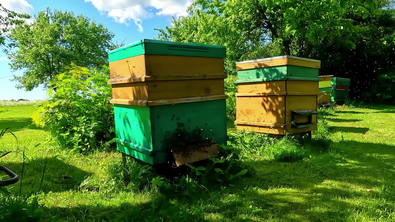 colmena de abejas en el lapso de tiempo