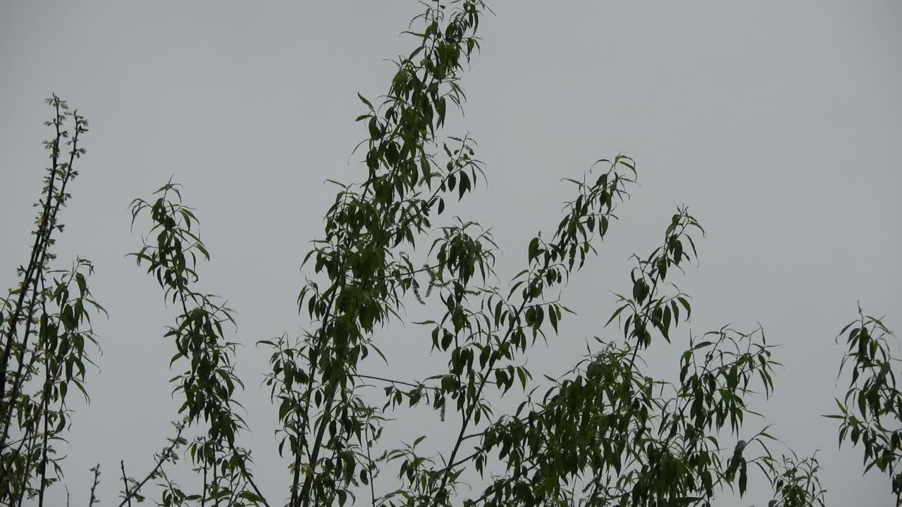 The reflection of the light on the leaves in a shiny and rainy day with beautiful colors and nice contrast.