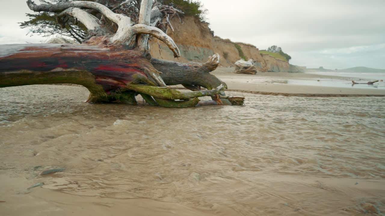 뉴질랜드 해변에서 바다로 흐르는 개울에서 씻겨진 나무 줄기의 오른쪽에서 왼쪽으로 패닝