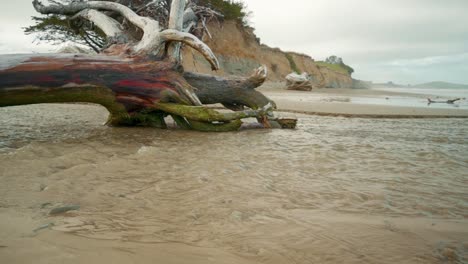 toma panorámica de derecha a izquierda de un tronco de árbol lavado en un arroyo que fluye hacia el océano en una playa en nueva zelanda