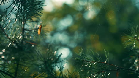 wet fir pine needles growing in charming sunbeams rainforest countryside.