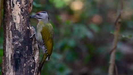 the grey-headed woodpecker is also called the grey-faced woodpecker is found in a lot of national parks in thailand and it is very particular in choosing its habitat in order for it to thrive