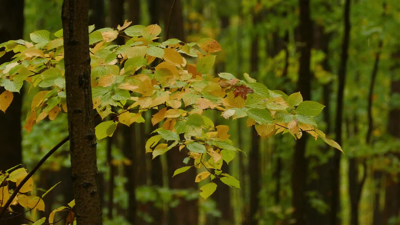 lluvia cayendo sobre hojas otoñales de árboles en los bosques de montaña