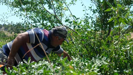 Man-cutting-wood-with-chainsaw-countryside