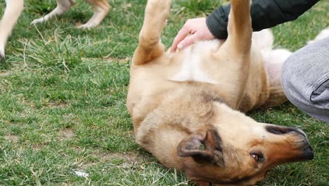 a dog on its back being petted by a person