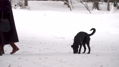 black dog walking on the winter park