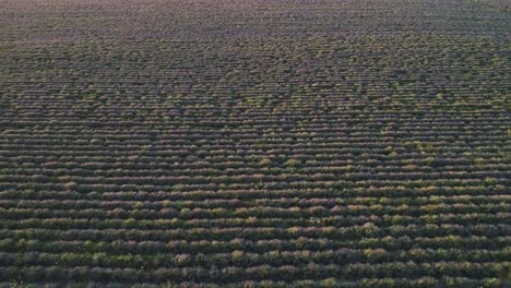 campo de lavanda visto desde el aire