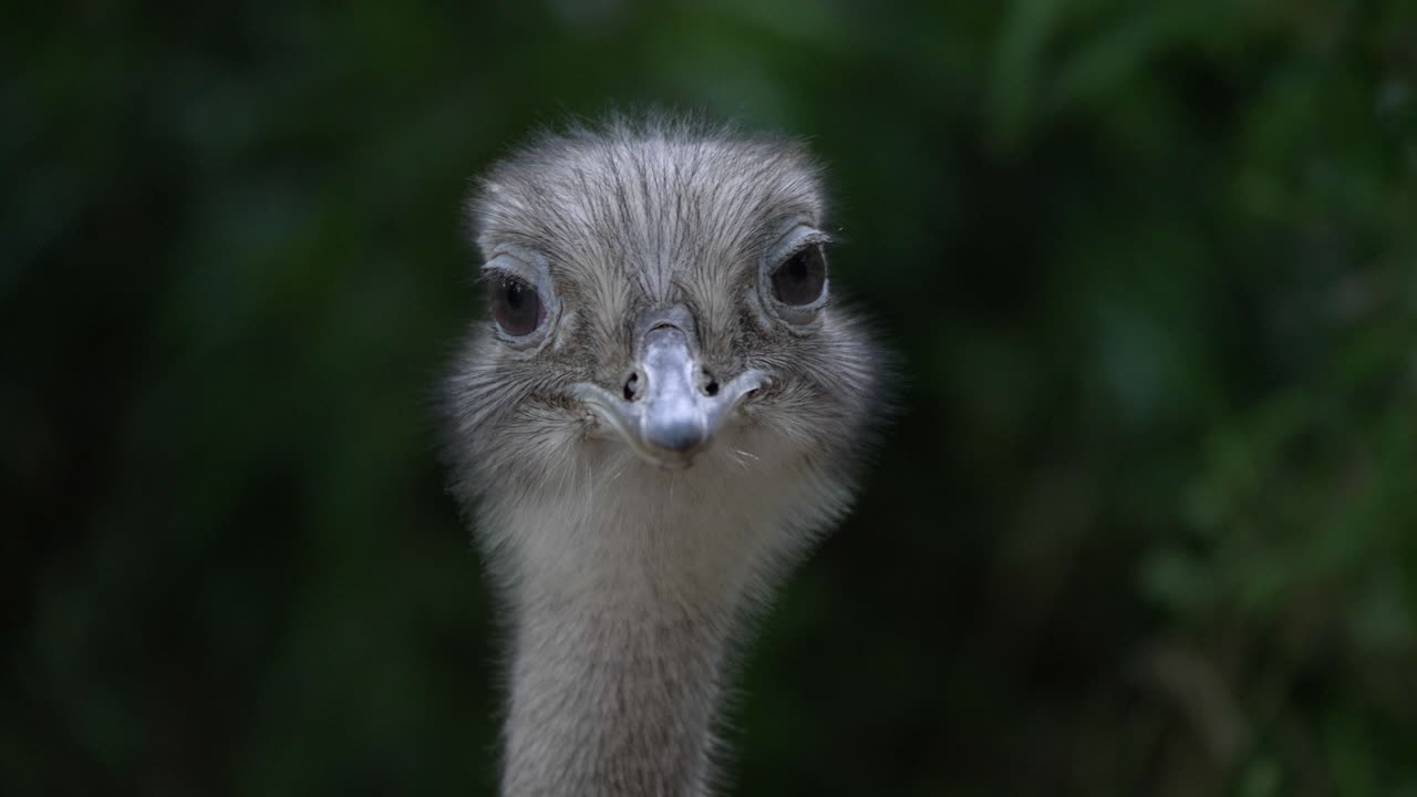 Close-up Burung Unta Biasa yang Melihat Lurus ke Kamera, Terlihat Tidak Senang, dengan Wajah Lucu.