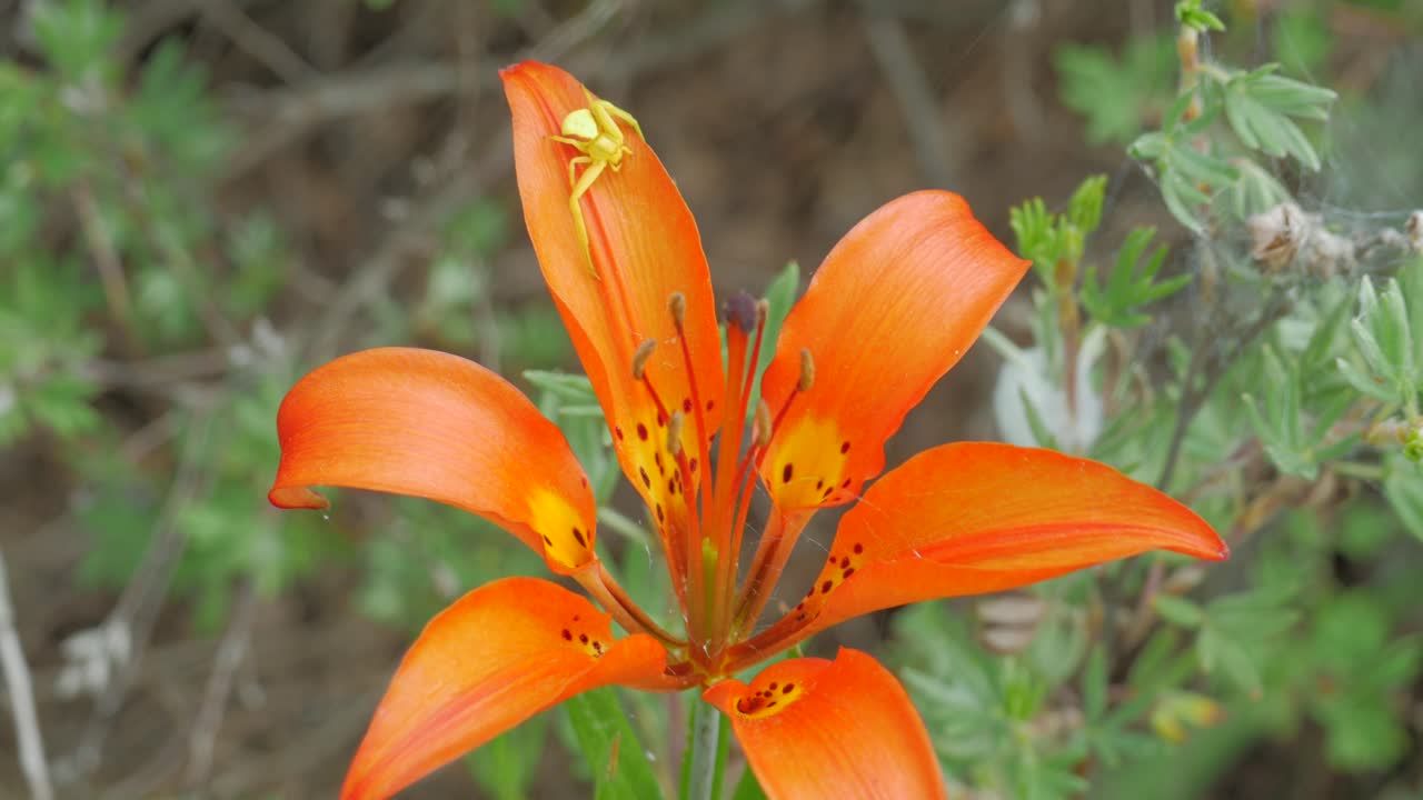 cerca de la flor de lirio de madera silvestre con araña amarilla en la brisa fuerte