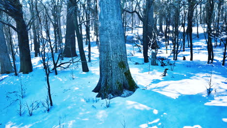 Warm-winter-sunset-shining-through-a-forest-with-tall-pine-trees