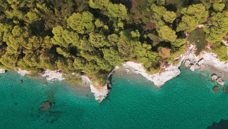 turquoise coastline with lush trees meeting rocky shore , aerial view