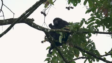 siamang gibbon madre y bebé se acuestan en la rama de un árbol para dormir en la selva tropical