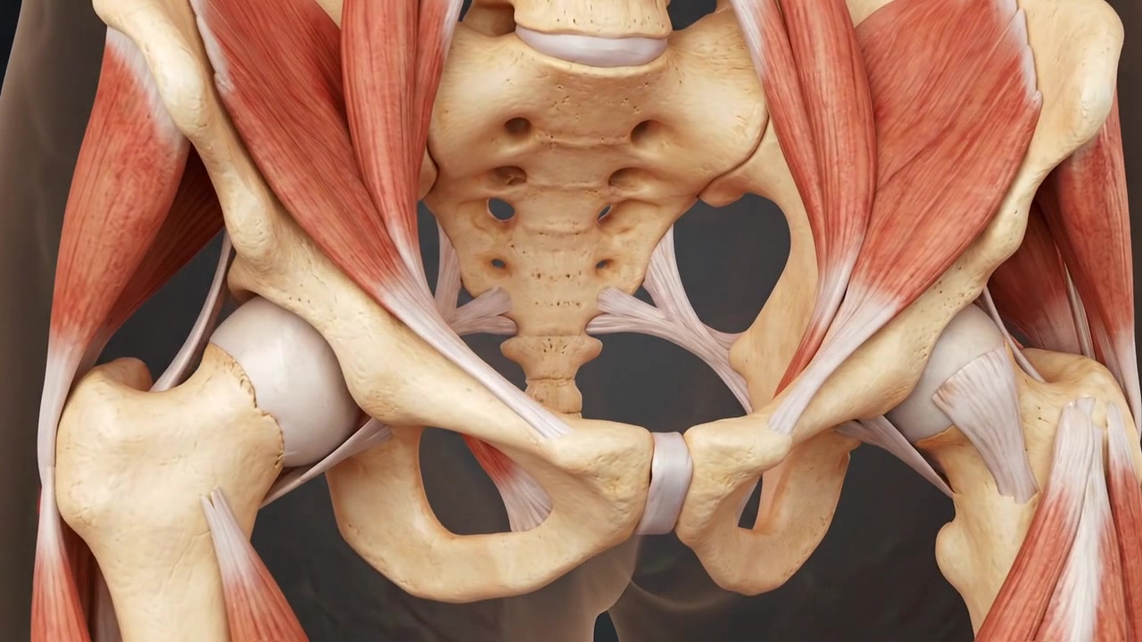 Anatomical render of human pelvic bones and hip joints