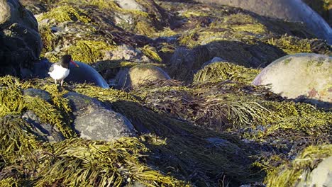 Oystercatcher-on-rocks-covered-in-seaweed-inspecting-the-surroundings