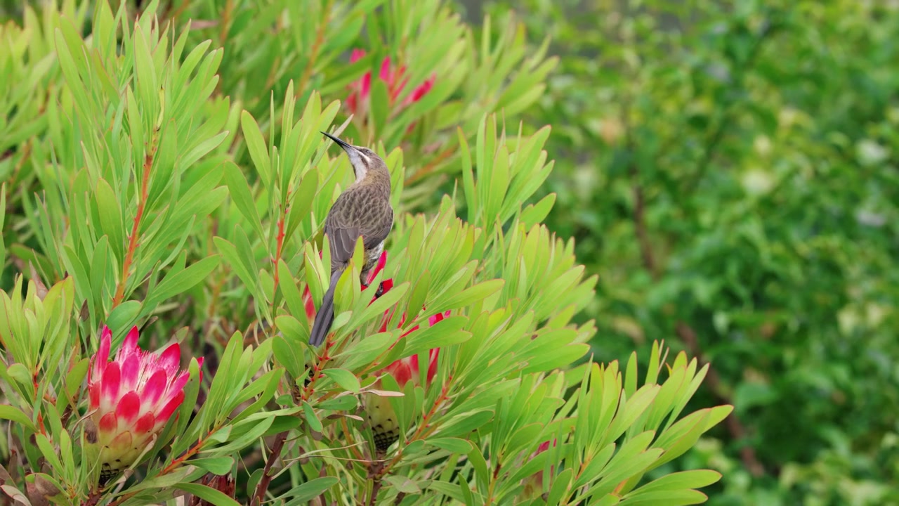 Un pájaro azúcar de El Cabo (Promerops cafer) se posa y se mueve entre brillantes flores de protea en un entorno verde exuberante, mostrando su distintiva cola larga y pico curvo