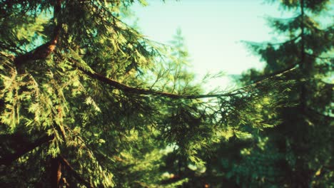 green cone trees in bright sun light