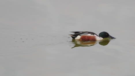 Nördlicher-Löffelente-Männchen-Ernährt-Sich,-Indem-Es-Das-Wasser-Mit-Seinem-Großen-Schnabel-Siebt