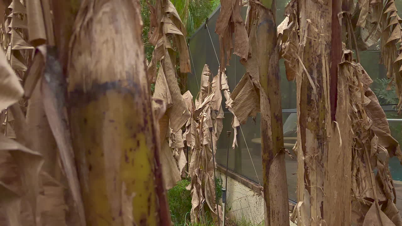 수영장 근처 뒷마당에 있는 죽은 바나나 나무의 지상 전망과 파티오 베란다에서 상영