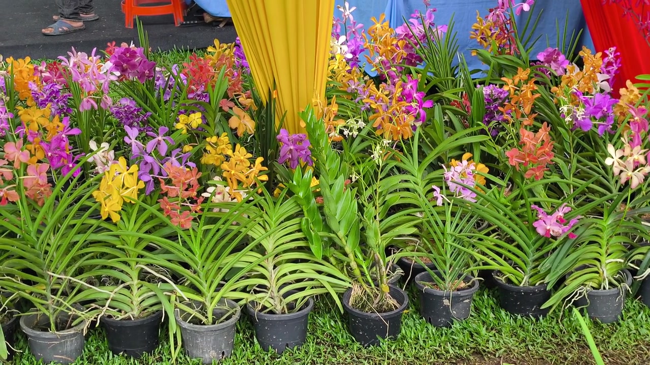 Různé druhy sazenic orchidejí rostou v plastových sáčcích uvnitř komerční školky. Zákazníci si prohlížejí výběr. Vybírají si své oblíbené mladé rostliny.
