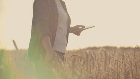 Close-up-of-woman's-hand-running-through-organic-wheat-field-steadicam-shot.-Slow-motion.-Girl's-hand-touching-wheat-ears-closeup.-Sun-lens-flare.-Sustainable-harvest-concept.