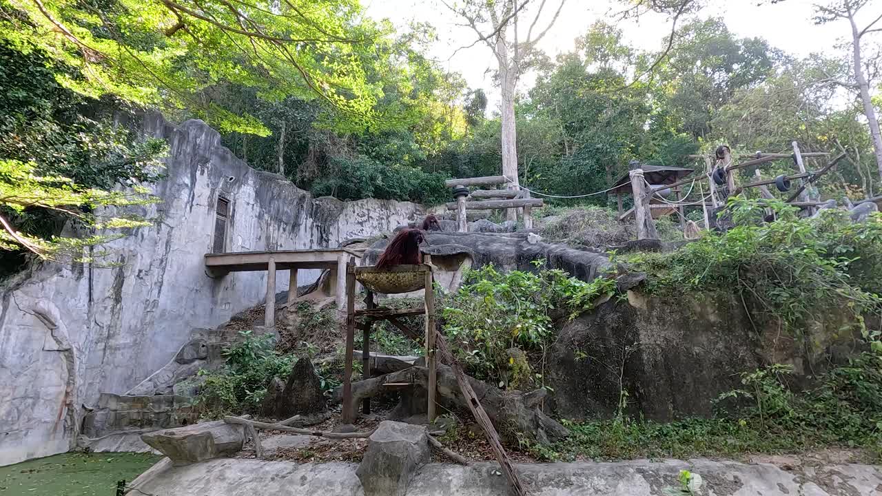 오랑우탄 이 동물원 에 있는 보호 구역 을 탐사 하고 있다