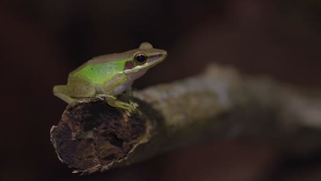 Malayan-White-lipped-Tree-Frog-sitting-on-tree-branch-in-jungle