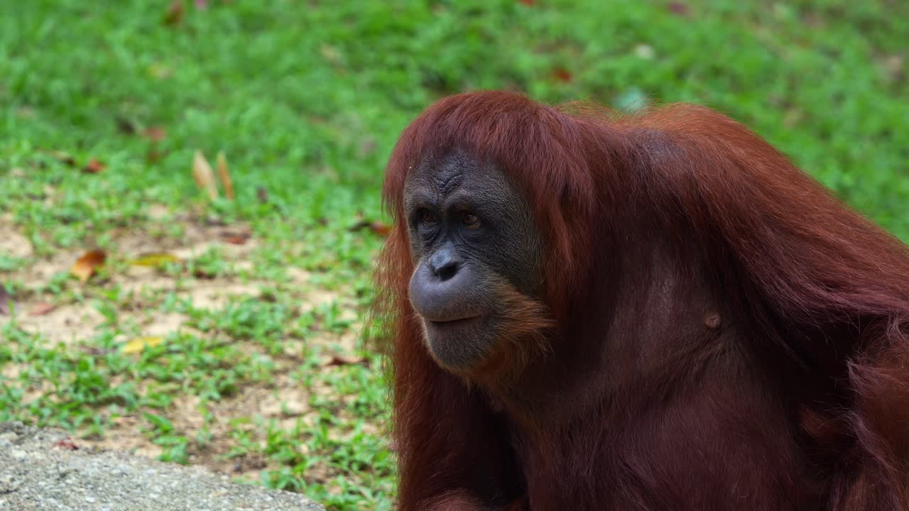 Close up shot of a bored Orangutan sitting and resting on the ground, wondering around the surroundings, a critically endangered primate species.