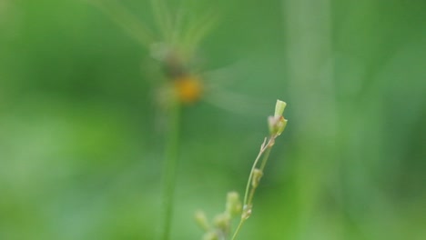 Eine-Kleine-Haarige-Gelbe-Gartenluchsspinne-Wird-In-Den-Fokus-Gerückt