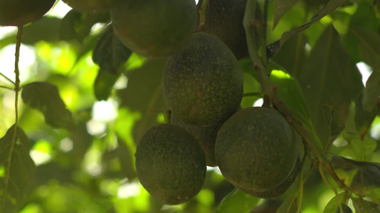 SLOW MOTION CLOSE UP SHOT OF AVOCADOS ON A TREE