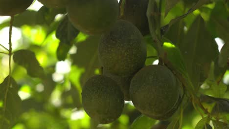 slow motion close up shot of avocados on a tree