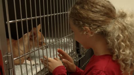 little girl looking at dog in cage at vets