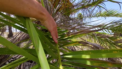 Woman-hands-touch-Natural-green-leaves-of-palm-trees-pattern-texture-background