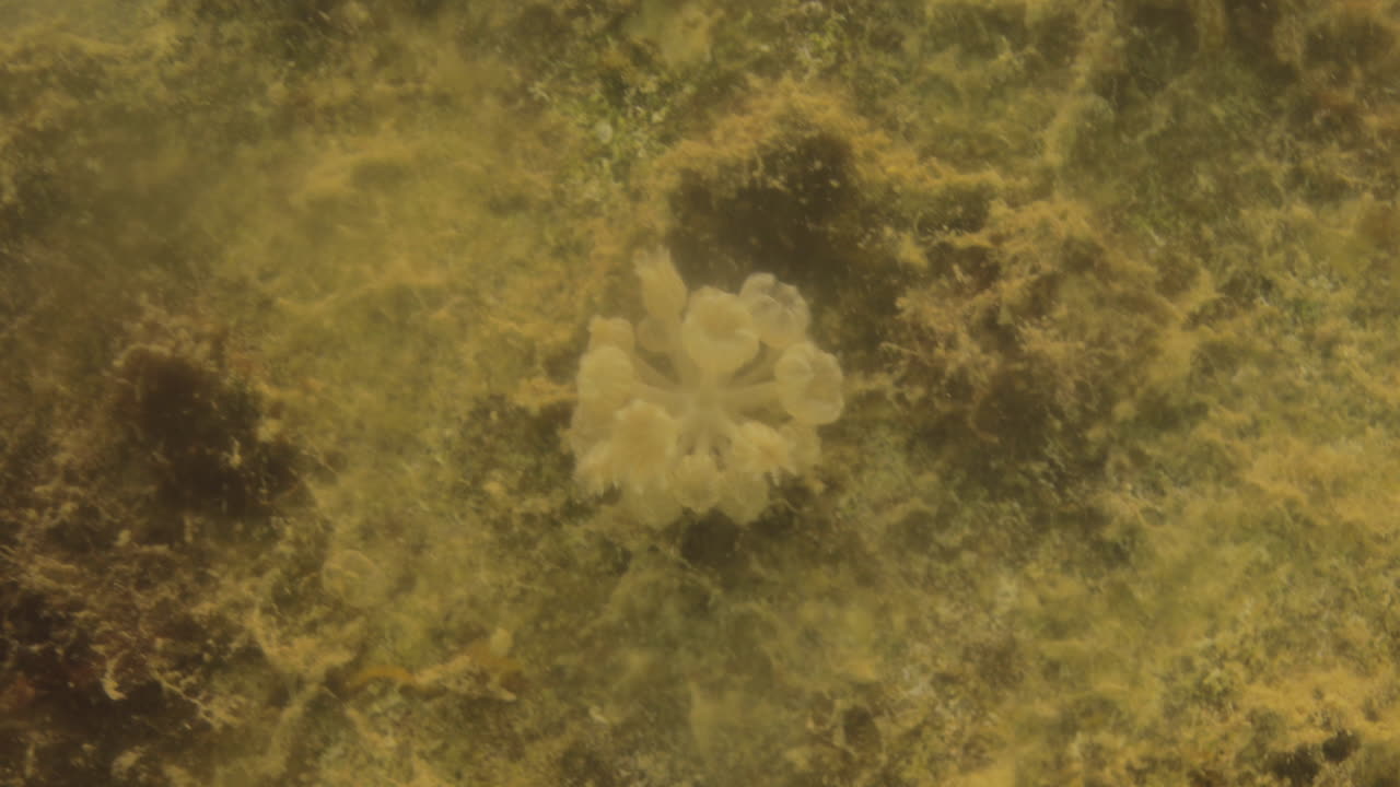 Soft living Corals in the Coral Reef of The Red Sea of Egypt