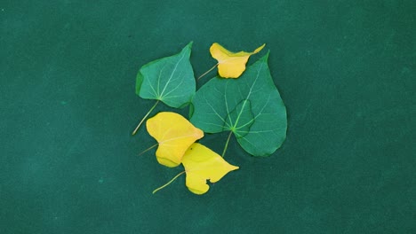 isolated green and yellow peepal leaves or sacred fig depicting nature harmony with algae water