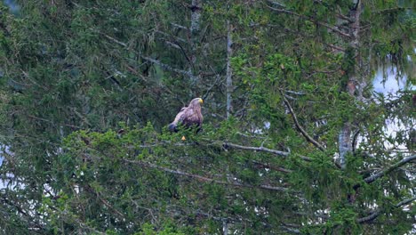 white tailed eagle perched high in pine tree in norway, near lake, surveying surroundings, slow motion.