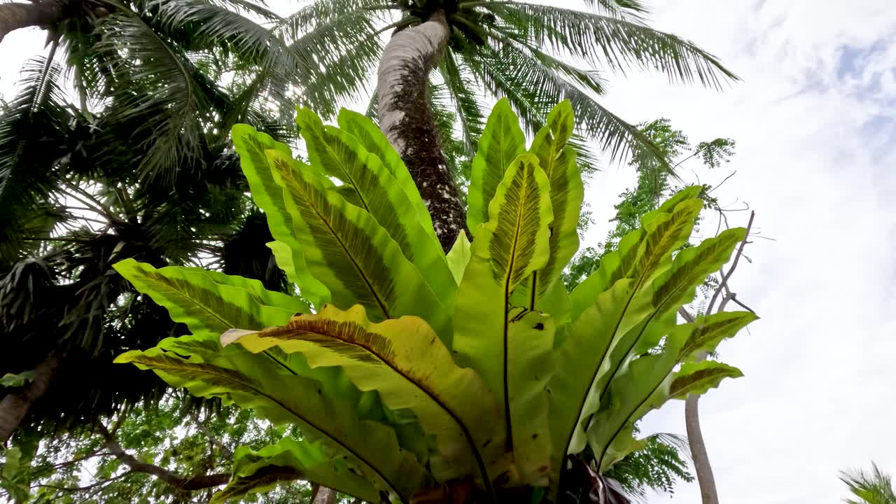 Bird’s nest fern sways in tropical garden, upward view, natural daylight, slight camera movement